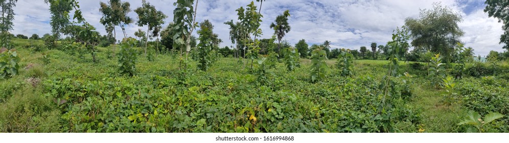 Panoramic view of the field