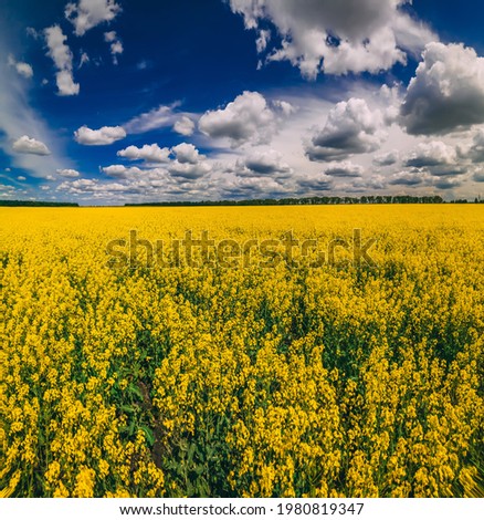 Panoramic view of field of rapeseed with beautiful clouds, plant for green energy, springtime. Agricultural ecological concept.