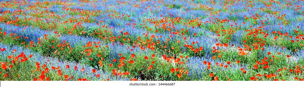 Panoramic view, field of violet lavender and red poppy flowers