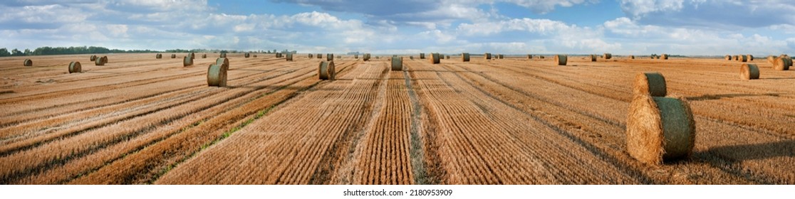 panoramic view of a field with wheat stubble, piles of rolls and stripes after harvest - Powered by Shutterstock