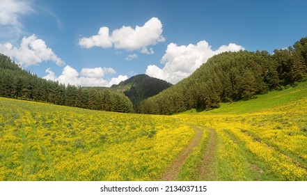 Panoramic View Of A Field With Yellow Flowers And A Rural Road Against The Background Of A Pine Forest And Mountains. Country Georgia.