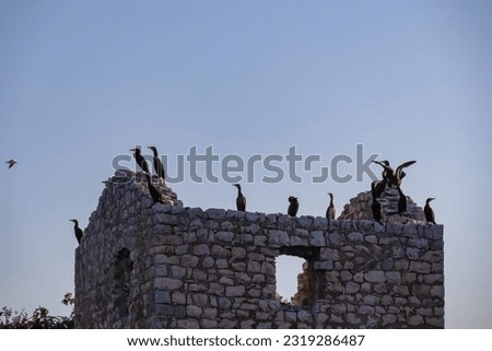 Panoramic view of flock of cormorant birds sitting on prison ruins on Island Grmozur in Lake Skadar National Park at sunrise near Virpazar, Bar, Montenegro, Balkans, Europe. Travel destination