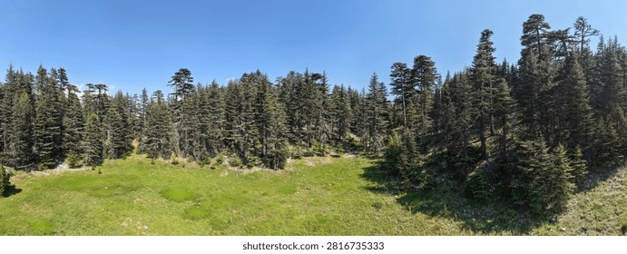 A panoramic view of a forest of cedar trees rising along the edge of a lush green meadow and a deep blue sky.