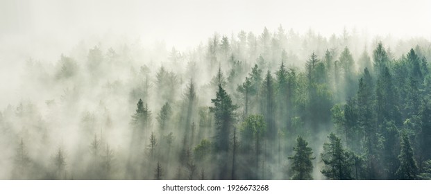 Panoramic view of forest with morning fog - Shutterstock ID 1926673268