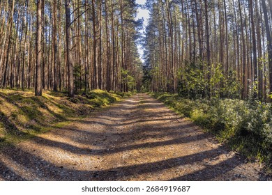 Panoramic view of a forest path surrounded by tall pine trees in sunlight