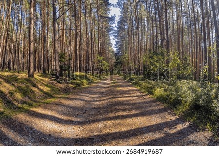 Panoramic view of a forest path surrounded by tall pine trees in sunlight