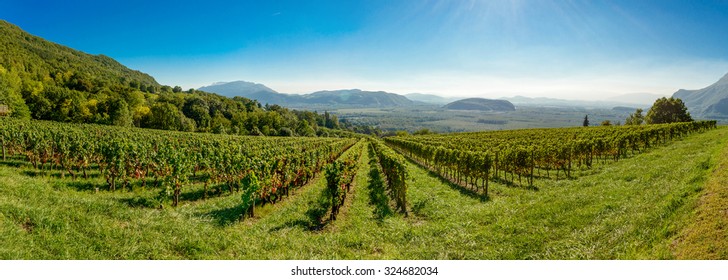 Panoramic View Of The French Vineyards