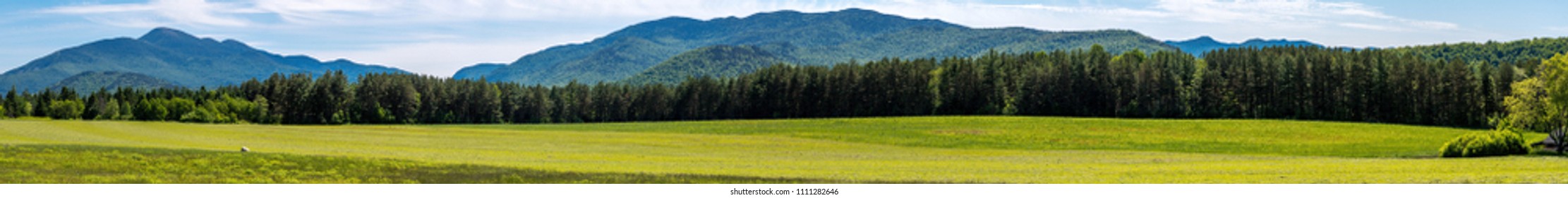 Panoramic view of a glade within a forest in the Adirondacks Mountains 
