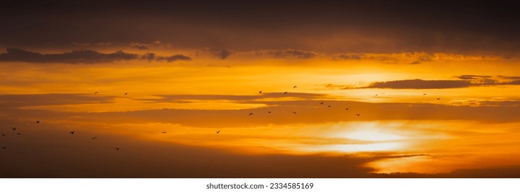 Panoramic view of golden sunset sky with a flock of birds. Black silhouette flock of birds at yellow sunset - Powered by Shutterstock