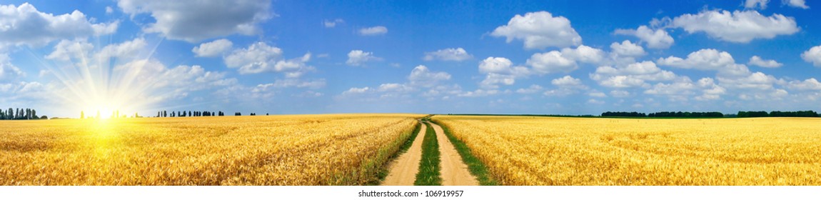 Panoramic view of golden wheat field  by summertime.