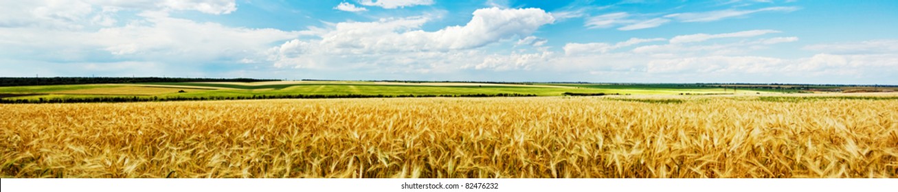 Panoramic view of a golden wheat field