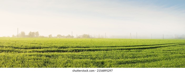 Panoramic view of the green agricultural field at sunrise. Trees in a morning fog, electricity line in the background. Clear sky. Tractor tracks close-up. Farm and food industry, ecology, nature