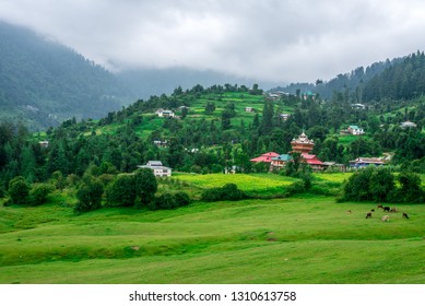 Panoramic View Of Green Meadow Surrounded By Deodar Tree In Himalayas, Great Himalayan National Park, Sainj Valley, Shahgarh, Himachal Pradesh, India