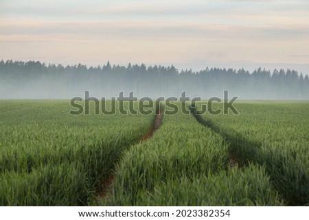 Panoramic view of a green plowed agricultural field, Tractor tracks. Sunrise, fog. Idyllic summer rural landscape. Nature, environment, ecology, ecotourism, hiking, village, farm, remote places