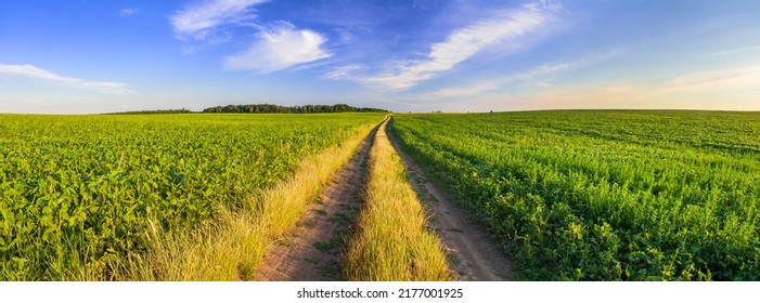 A Panoramic View Of A Green Soybean Field Divided By A Field Road
