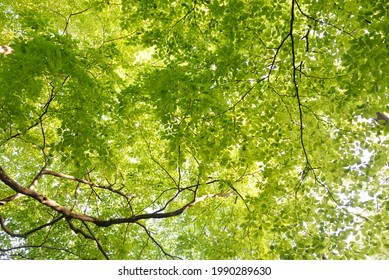Panoramic view of the green summer beech forest. Sunlight through the mighty trees. Environmental conservation, ecology, pure nature, ecotourism. Idyllic landscape