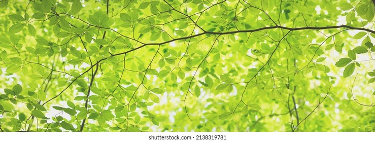 Panoramic view of the green summer beech forest. Sunlight through the mighty trees. Environmental conservation, ecology, pure nature, ecotourism. Idyllic landscape - Shutterstock ID 2138319781
