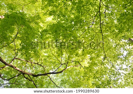 Panoramic view of the green summer beech forest. Sunlight through the mighty trees. Environmental conservation, ecology, pure nature, ecotourism. Idyllic landscape