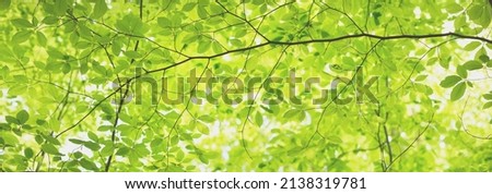 Panoramic view of the green summer beech forest. Sunlight through the mighty trees. Environmental conservation, ecology, pure nature, ecotourism. Idyllic landscape