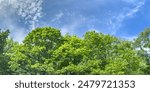 panoramic view of green treetops with fresh lush foliage on blue cloudy sky background.