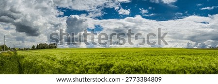 panoramic view of green wheat field during active ear growth, beautiful sky with cumulus, dramatic clouds