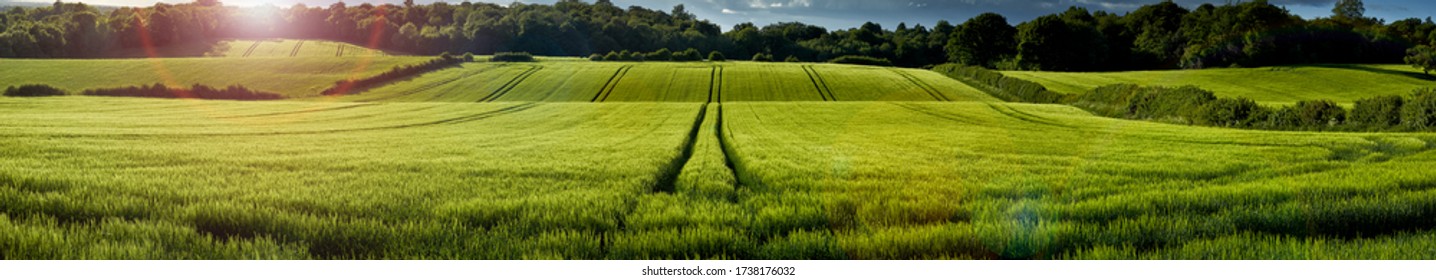 Panoramic view of green wheat growing in a field in The Chiltern Hills,England