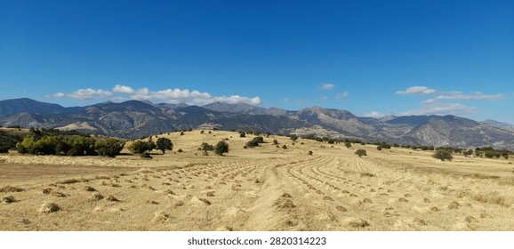 Panoramic View of Harvested Wheat Fields and Golden Countryside Under Clear Blue Sky with Mountain Range Background. 