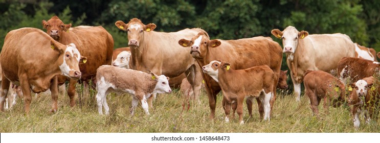 Panoramic view of a herd of brown milk cows with calves in Western Europe on a pasture close to a forest in idyllic atmosphere (ecological livestock)