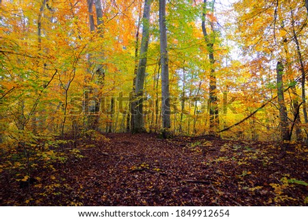 Similar – Image, Stock Photo autumn 2 Environment