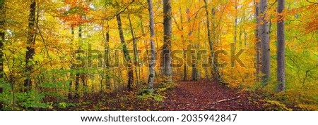 Similar – Image, Stock Photo autumn 2 Environment