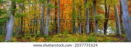 Similar – Image, Stock Photo autumn 2 Environment