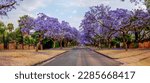 Panoramic View of Jacaranda Trees in Pretoria South Africa