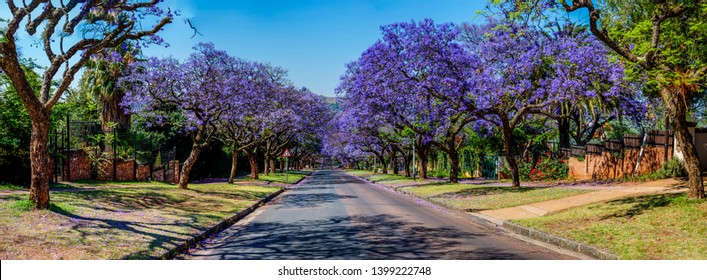 Panoramic View of Jacaranda Trees and streets in Pretoria