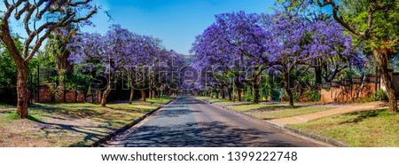 Panoramic View of Jacaranda Trees and streets in Pretoria