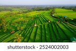 Panoramic view of Jatiluwih Rice Terraces in Bali, Indonesia. Top aerial drone view of green rice fields