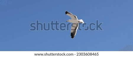 Panoramic view of a Kelp Gull flying with a clear blue sky in the background