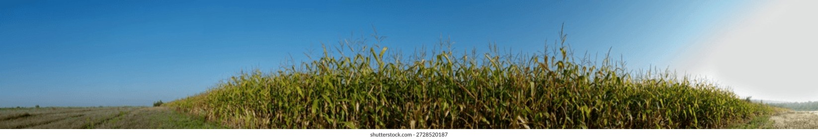 Panoramic view of a large area of ​​corn field against a blue sky.