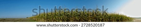 Panoramic view of a large area of ​​corn field against a blue sky.