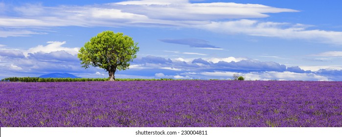 Panoramic view of lavender field with tree, France.