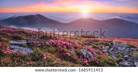 Panoramic view in lawn with pink rhododendron flowers, beautiful sunset with orange sky in summer time. Mountains landscapes. Location Carpathian, Ukraine, Europe. Colorful background.