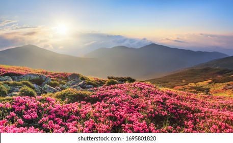 Panoramic View In Lawn With Rhododendron Flowers. Mountains Landscapes. Concept Of Nature Rebirth. Save Earth. Amazing Summer Day. Location Carpathian, Ukraine, Europe.