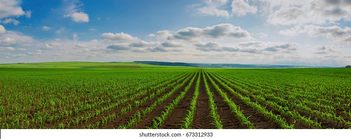 panoramic view of lines of young corn shoots on big field