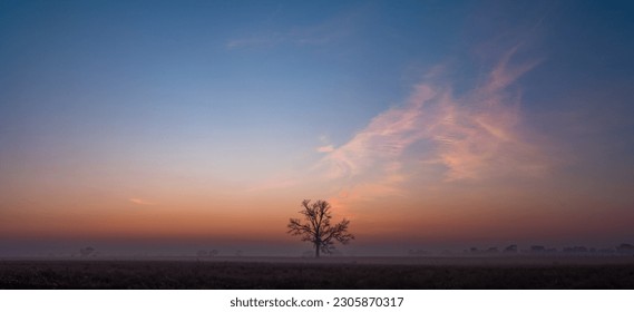 Panoramic view of lone bare tree silhouette on a clear foggy morning at dawn - Powered by Shutterstock