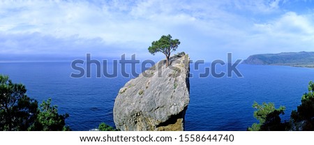 Panoramic view of a lonely tree growing on a rock. New World (Noviy Svet). Crimea