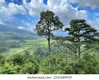 A panoramic view of a lush green valley with terraced rice fields, framed by towering trees and tropical foliage and a blue sky with fluffy clouds - Powered by Shutterstock