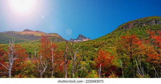 Panoramic view of magical colorful fairytale forest at Tierra del Fuego National Park in Patagonia, golden Autumn colors, scenic view with blue sky, direct sunlight and lens flare - Shutterstock ID 2220683073