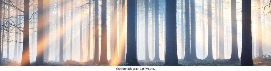 Panoramic view of the majestic evergreen forest in a morning fog. Ancient pine tree silhouettes close-up. Atmospheric dreamlike summer landscape. Sun rays. Nature, ecology, fantasy, fairytale - Powered by Shutterstock