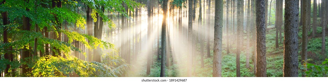Panoramic view of majestic evergreen forest. Ancient pine tree silhouettes close-up. Sun rays, pure sunlight. Atmospheric dreamlike summer landscape. Nature, ecology, environment, fantasy, fairytale