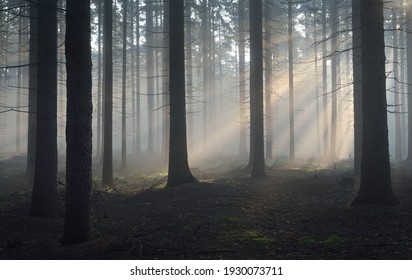 Panoramic view of the majestic evergreen forest in a morning fog. Mighty pine tree silhouettes. Atmospheric dreamlike summer landscape. Sun rays, mysterious golden light. Nature, fantasy, fairytale