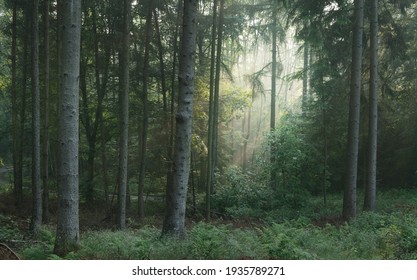 Panoramic view of the majestic evergreen forest in a morning fog. Mighty pine tree silhouettes. Atmospheric dreamlike summer landscape. Sun rays, mysterious golden light. Nature, fantasy, fairytale